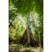 Load image into Gallery viewer, Tropical Tree Virtual Gift
