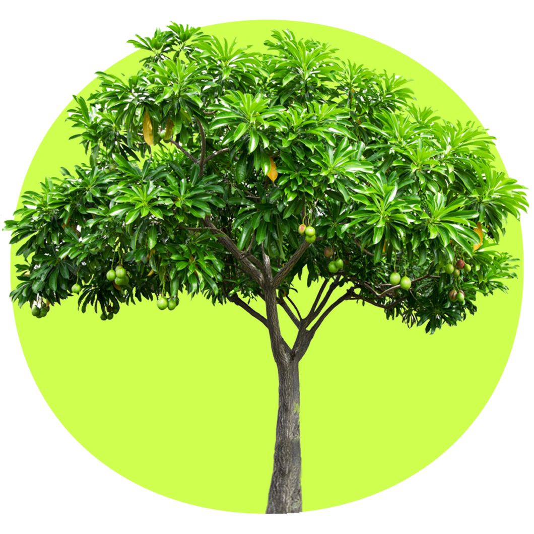 Tropical Tree Virtual Gift