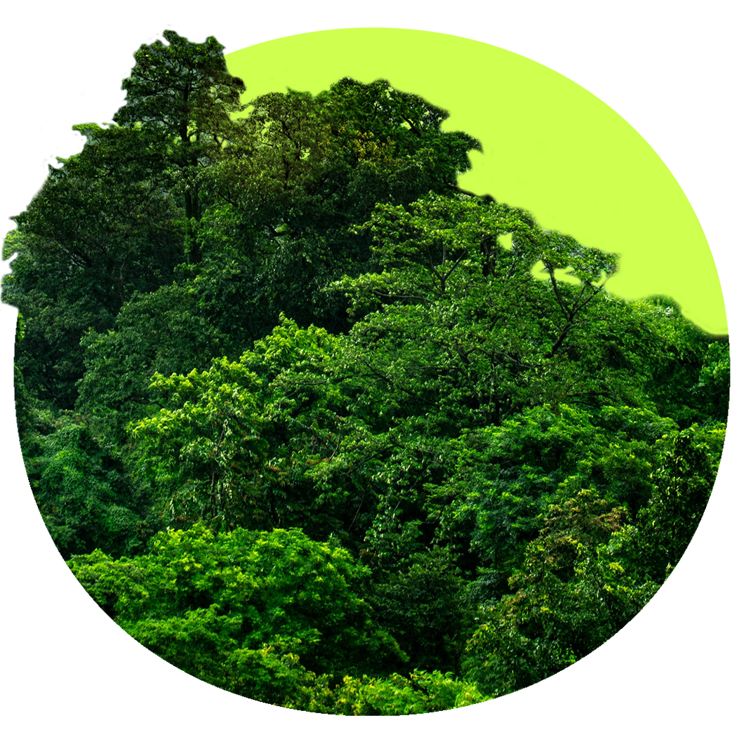 Rainforest Canopy Virtual Gift