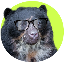 Load image into Gallery viewer, Bear Specs™
