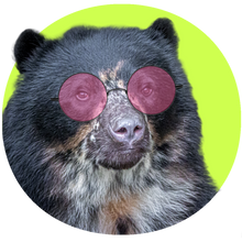 Load image into Gallery viewer, Bear Specs™
