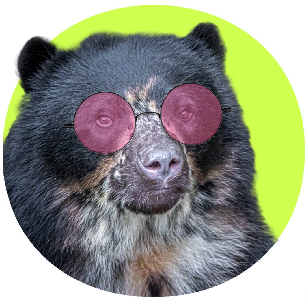 Bear Specs™